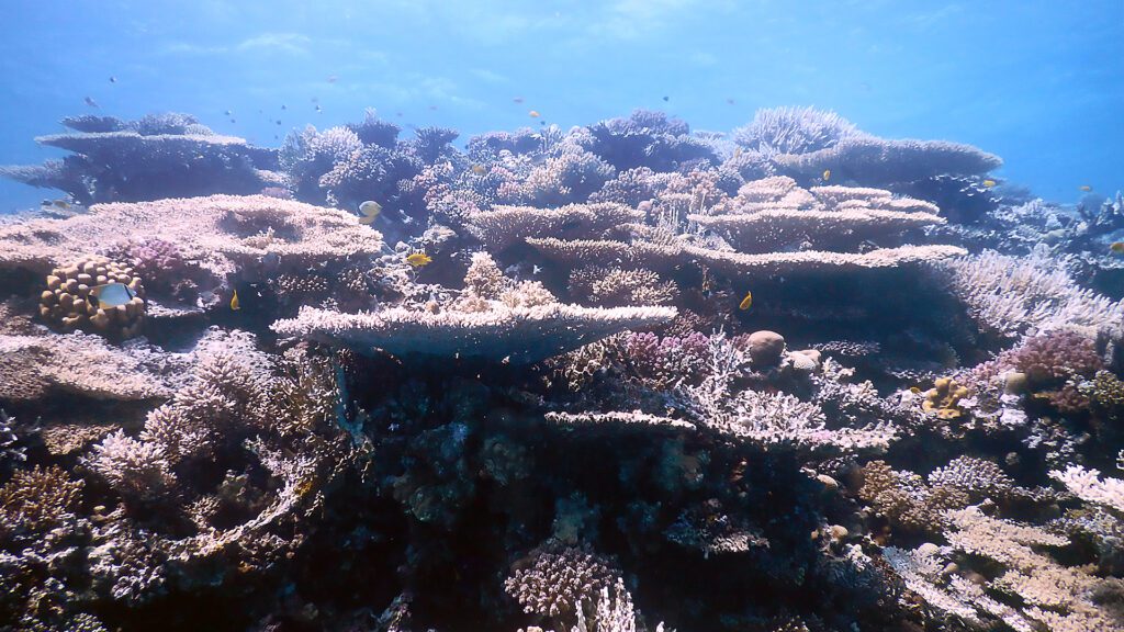 Site de plongée - El Fanous Ouest Hurghada