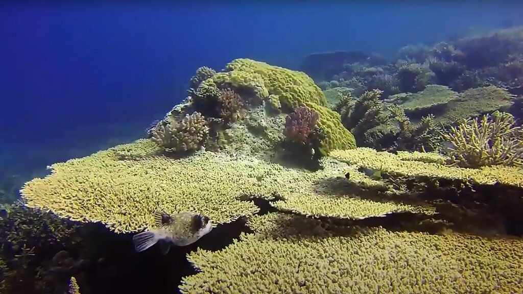 Site de plongée - Abu Nugarà Hurghada