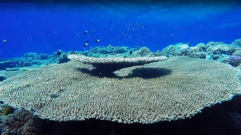 Site de plongée - Carless Reef Hurghada