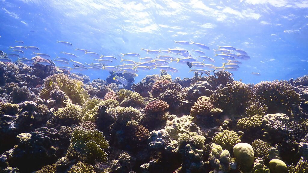 Site de plongée - El Fanous Est Hurghada