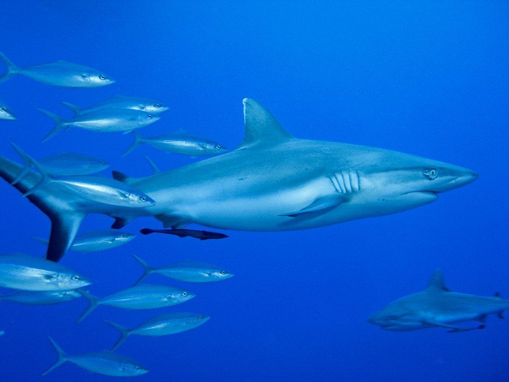 Requin pointes blanches de récif
