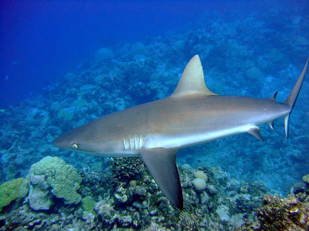 Requin Gris de Récif (2)